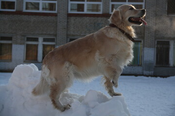 golden retriever in the snow