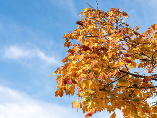 Feuillage automnal sur ciel bleu