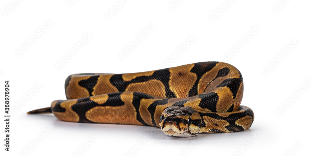 Poster baby male enchi ballpython aka python regius, isolated on white background.