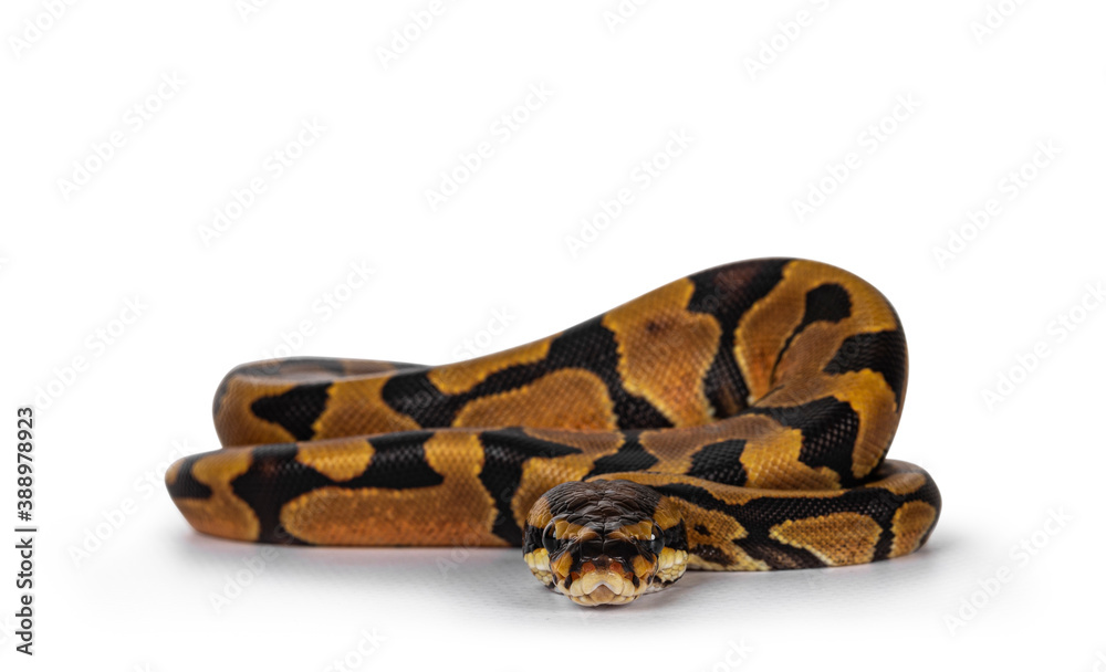 Poster baby male enchi ballpython aka python regius, isolated on white background.