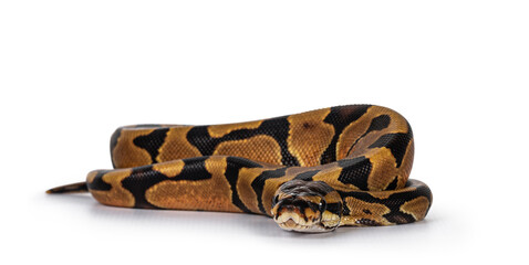 Baby male Enchi Ballpython aka Python Regius, isolated on white background.