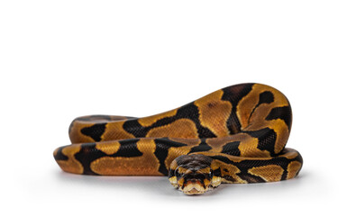 Baby male Enchi Ballpython aka Python Regius, isolated on white background.