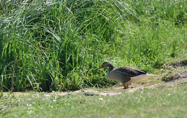 Fototapeta premium wild goose with young geese on the lake shore