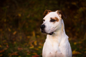 Happy american pitbull terrier dog posing in beautiful colorful autumn nature