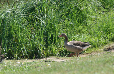 wild goose with young geese on the lake shore