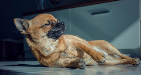 Chihuahua enjoying a good sunbathe at home.