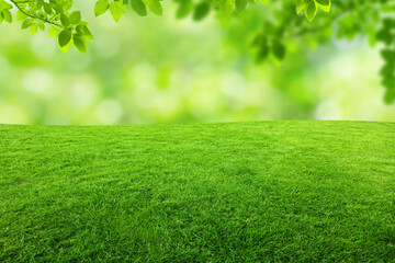 Fototapeta premium Green natural view of Green leaves and grass meadow field in public park with blurry image green trees and sunlight bokeh in the morning.