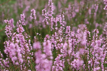 Obraz premium Close up of heather in a grass 