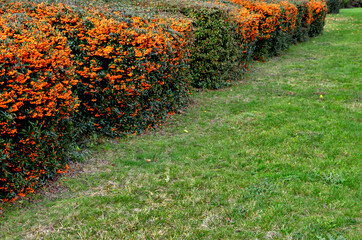 Pyracantha ( firethorn ) attractive orange berries and utumn rain. Pyracantha coccinea orange glow firethorn is excellent evergreen hedge, wall or fence in public park. rows of rectangular shape
