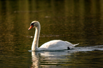 ruda wiewi&oacute;rka w parku 
