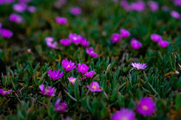 Field of wild purple flowers