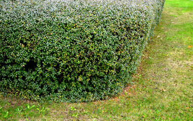 privet. creamy white fragrant flowers that are arranged in lats, Small black fruits are poisonous....