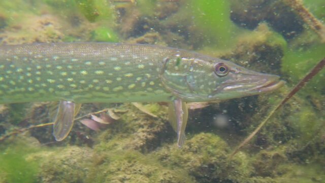 Adventurous close up footage of wild pike portrait during hiding in nature habitat. Huge water volume with offshore vegetation in green tones color with big fish in the middle.