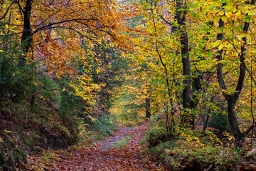 beautiful hiking trail through a colorful forrest in autumn on a misty and rainy day. Romantic path through  ferns and trees in red, yellow and green colors.