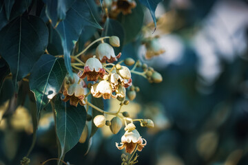 Small flowers and buds of Bottle tree