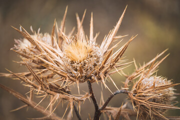 Dry flowers of Woolly Thistle