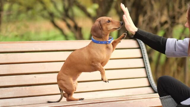 handshake between woman and pretty small dog. High Five teamwork between girl dog. dachshund gives paw his owner closeup with human hand. close up Shot video. Slow motion