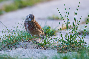 Bluth&auml;nfling M&auml;nnchen im Fr&uuml;hjahr in der Oberlausitz	