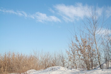 landscape with trees