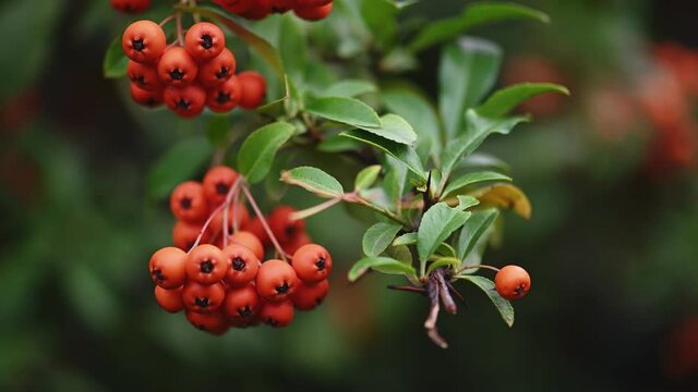 Orange firethorn Pyracantha coccinea berries