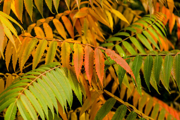 Autumn colors of the Rhus typhina (Staghorn sumac, Anacardiaceae). Red, orange, yellow and green leaves of sumac. Natural texture pattern background.