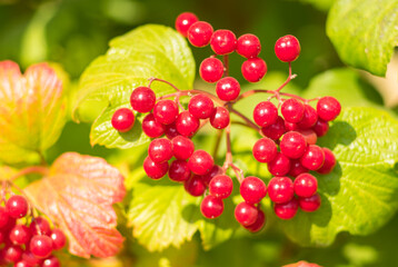 Beautiful branch of snowball tree with red, ripe berries close-up at autumnal season