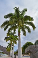 Typical Canarian palm tree in the port of Mogan.