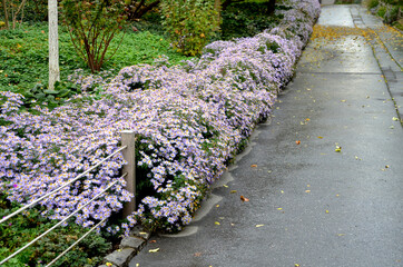at the end of october, rich bunches of blue and purple aster flowers bloom in the parks along the...