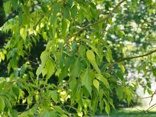 Hängender Blätter cluster von Südliche oder europäische Zürgelbaum (Celtis australis)