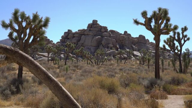 Joshua Tree National Park Cap Rock Area Mojave Desert California USA