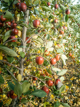 Apple trees in an orchard called "Altes Land" (old country) near Hamburg, Germany.