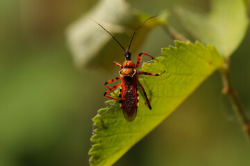 Fototapeta premium Rhynocoris iracundus beetle on green leaf