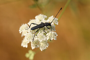 black bug on white plant
