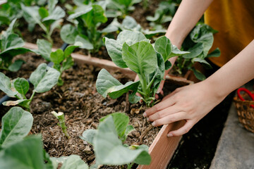 Fototapeta na wymiar Farmer woman pick up vegetable from in greenhouse.