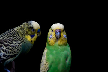 Colorful budgerigar