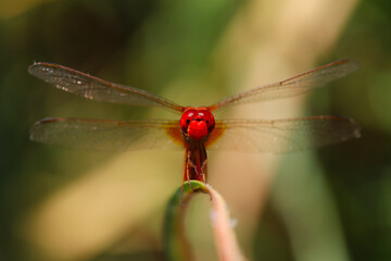 watching the helicopter bug in nature