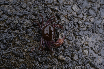 crab
