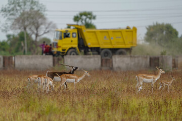 Indian Blackbuck or Indian Antelope's one of the last refuge near Thol Bird Sanctuary, Ahmedabad, India. heavy duty vehicle is crossing from their habitat.