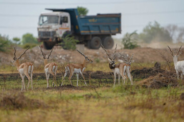 Naklejka na ściany i meble Indian Blackbuck or Indian Antelope's one of the last refuge near Thol Bird Sanctuary, Ahmedabad, India. heavy duty vehicle is crossing from their habitat.