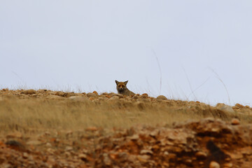 red fox posed on small mountain rocks
