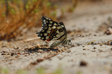 Fototapeta na wymiar apilio machaon butterfly spreads its wings on the ground in a beautiful weather in spring