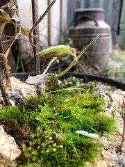 
moss forest metal nature earth autumn flora microworld green cloudy