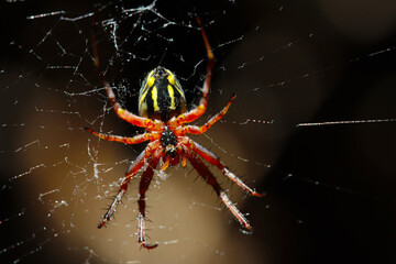 colorful spider flying in the air