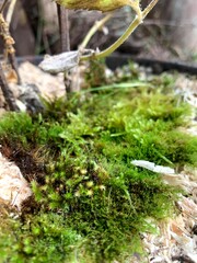 
moss forest metal nature earth autumn flora microworld green cloudy