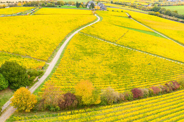 Yellow colored vineyards near Hattenheim / Germany in the Rheingau from a bird's eye view