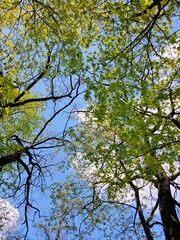 trees in the sky