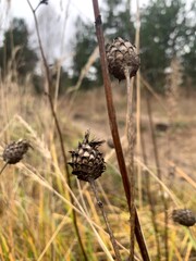 
field plants autumn bud dry scales grass in the field wildflowers end of flowering preparation for winter detail nature flora forest pine forest