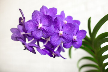 beautiful orchid vanda in bloom, close up shot indoors