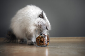 funny fluffy cat eating snacks from a jar