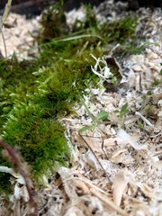 
moss forest metal nature earth autumn flora microworld green cloudy